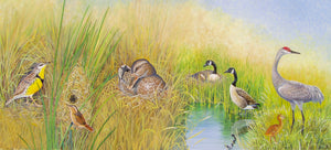 Wetland Bird Illustrations