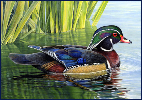 Watercolors Wood Duck mug