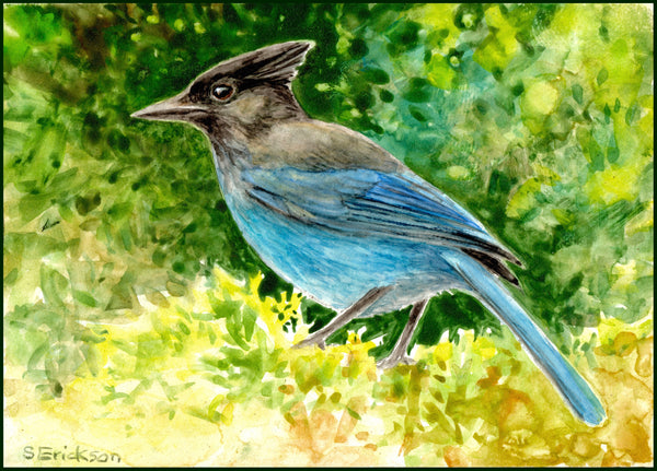 Steller's Jay Enamel Mug