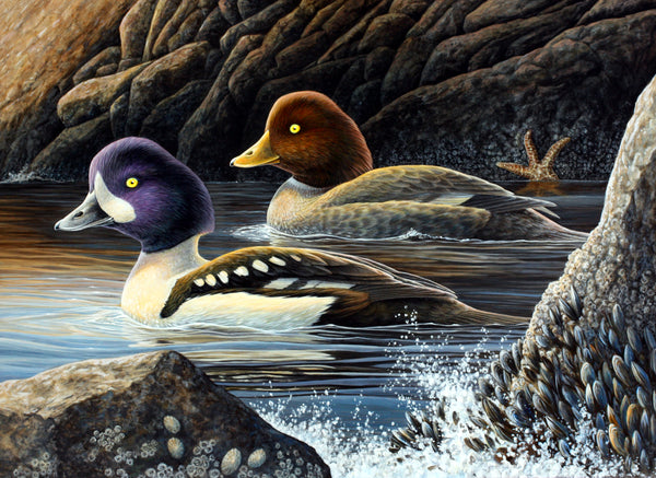 California Duck Stamp Print