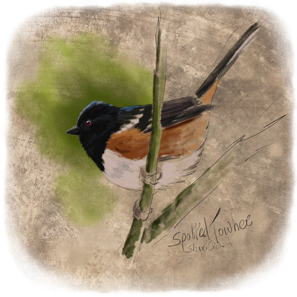 Spotted Towhee Enamel Mug