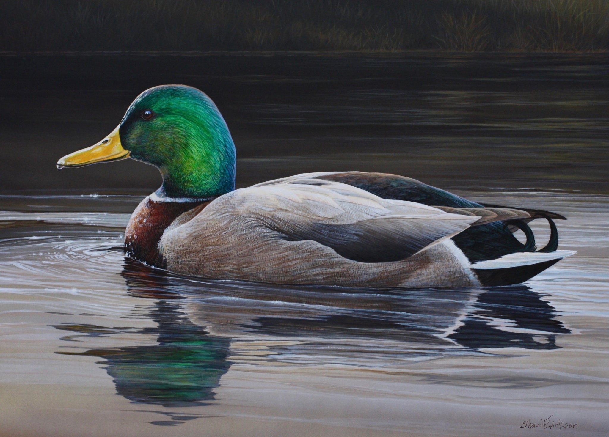 Mallard Drake - Available Soon