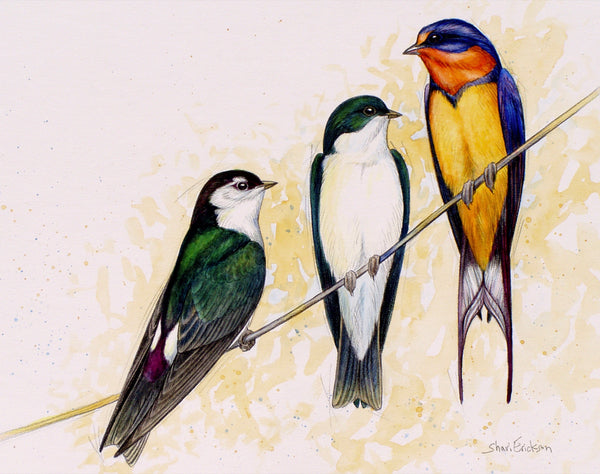Bird Illustrations