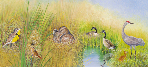 Wetland Bird Illustrations