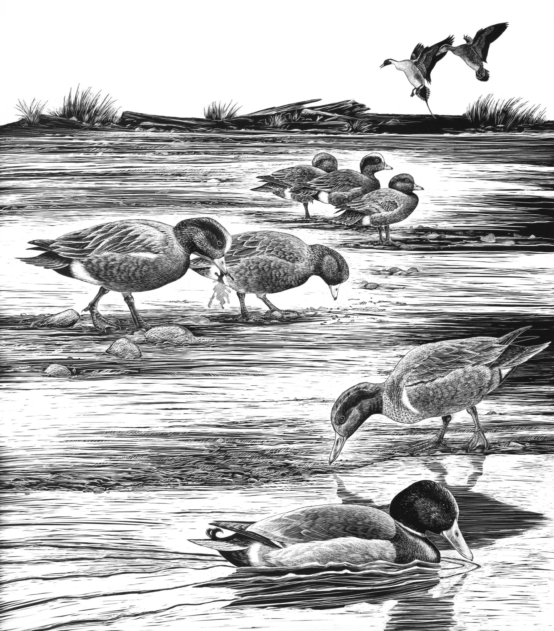 Waterfowl Illustration