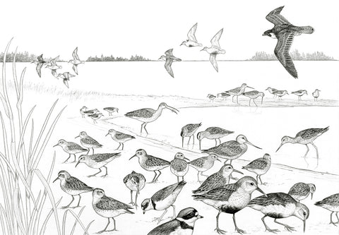 Shorebird Illustration