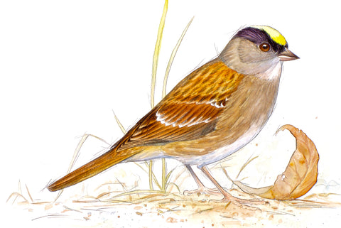 Bird Illustrations