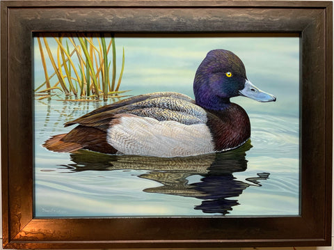 Lesser Scaup Drake Duck Acrylic Painting