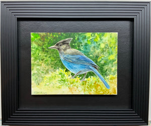 Miniature Watercolor Painting Steller's Jay