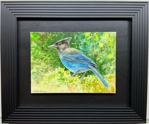 Miniature Watercolor Painting Steller's Jay