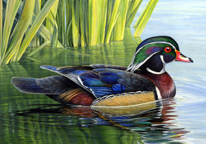 Watercolors Wood Duck Print